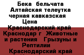 Бека ,бельчата.Алтайская телеутка,черная кавказская. › Цена ­ 5 000 - Краснодарский край, Краснодар г. Животные и растения » Грызуны и Рептилии   . Краснодарский край,Краснодар г.